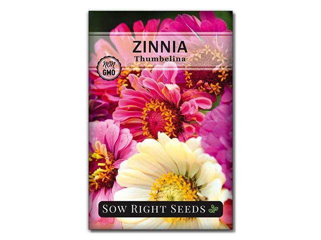 Thumbelina Zinnia Seeds Full Instructions for Planting Beautiful to Plant in Your Flower Garden NonGMO Heirloom Seeds Wonderful Gardening Gifts 1