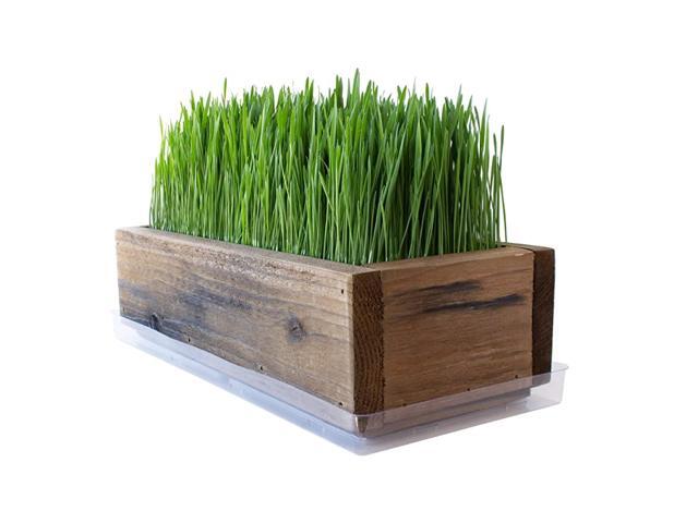 Barnwood Style Planter Wheatgrass Kit Rich Brown Grow Wheat Grass for PetDogCat Grass Decorative amp Ornamental Juice Organic Seeds