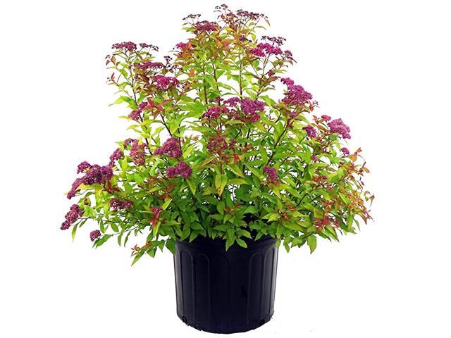 bumalda Gold Flame Spirea Shrub 3 Size Container