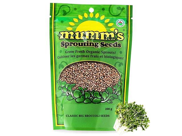 Sprouting Seeds Classic Big Broccoli Sprouts 200 GR Sprout Your Own Organic Microgreens Easy Sprouter Kit