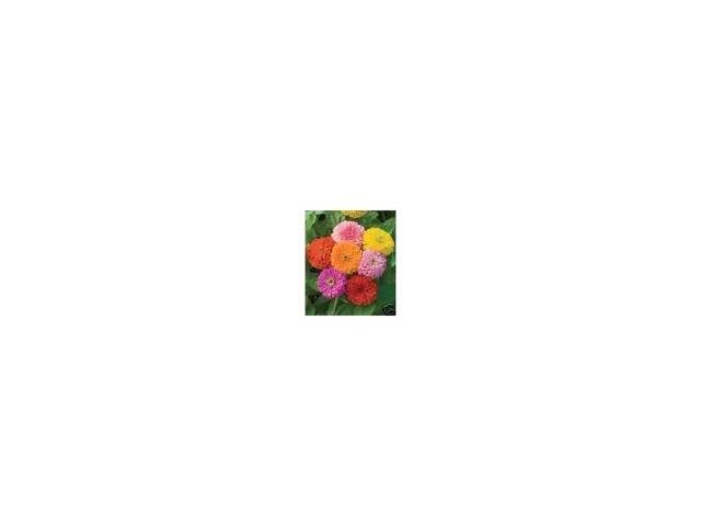 Zinnia California Giant Mix Nice Garden Flower Bulk 5000 Seeds