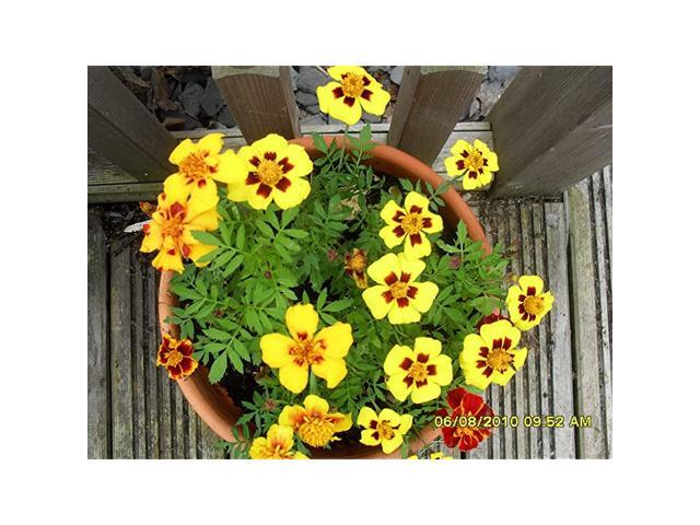 Marigolds Tagetes Red Yellow Flower Balcony Annual Garden Ukraine