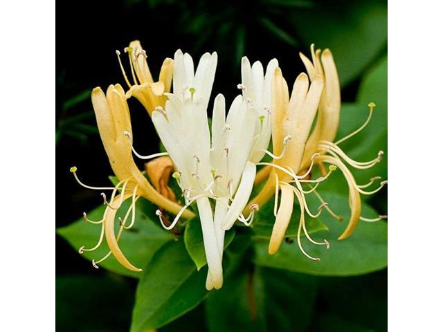 Honeysuckle 25 Seeds Fragrant Low Maintaince Fast Growing