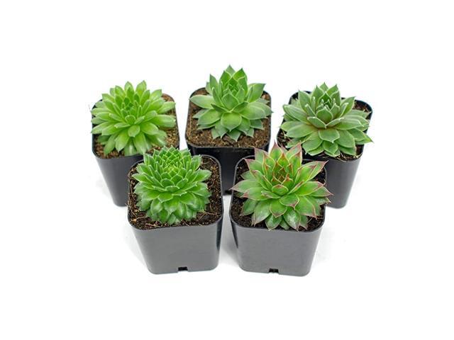 Succulent Plants 5 Sempervivum Succulents Rooted in Planter Pots with Soil Real Live Indoor Plants Gifts or Room Decor by