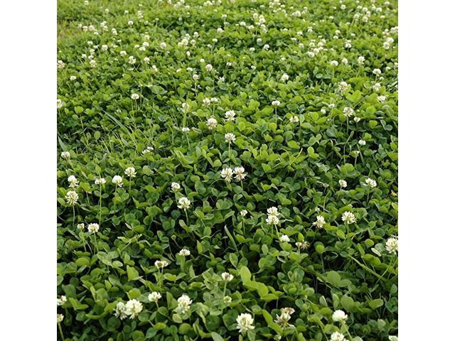 White Dutch Clover Seed NitroCoated Inoculated 5 LBS