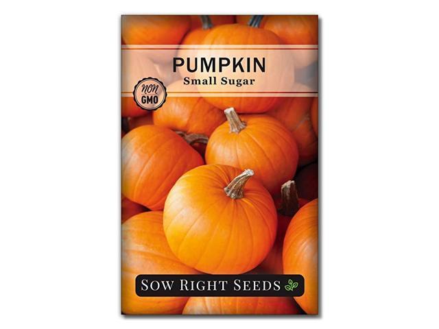 Small Sugar Pumpkin Seed for Planting NonGMO Heirloom Packet with Instructions to Plant a Home Vegetable Garden Great Gardening Gift 1