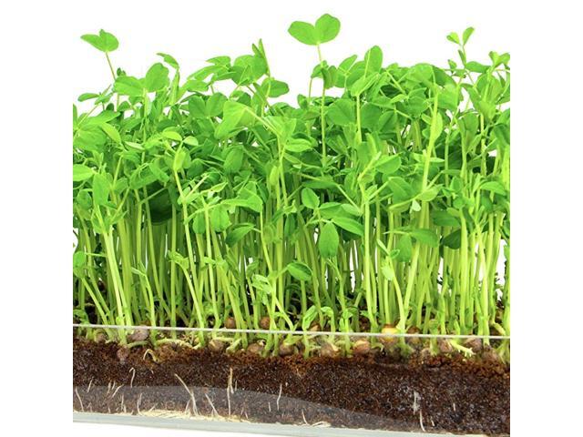 Microgreen Organic Pea Shoot 3 Pack Refill KITPreMeasured Soil + Seed USE with MultiUse 15 x 6 Planter Tray Tray NOT Included Enough to Sprout 3