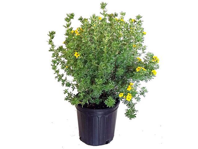 frut Gold Finger Cinquefoil Shrub bright yellow flowers 3 Size Container