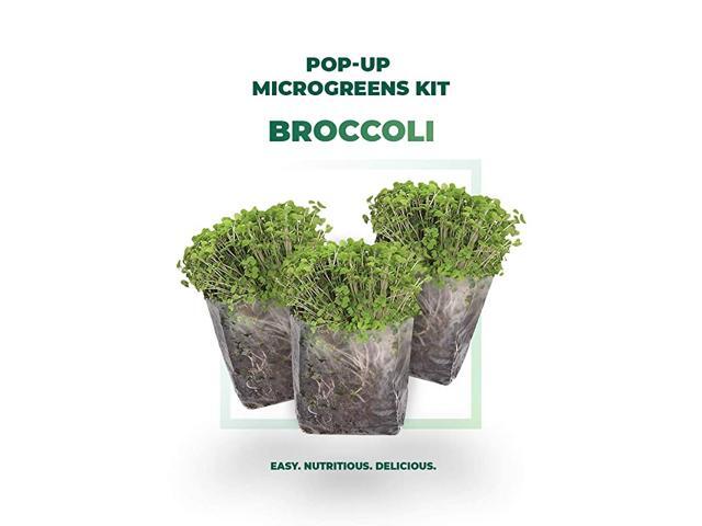 Indoor Broccoli Microgreens Seed Starter Vegan Growing Kit Includes Seeds 3qts Organic Fiber Potting Soil and PopUp Bag Add Water and Grow
