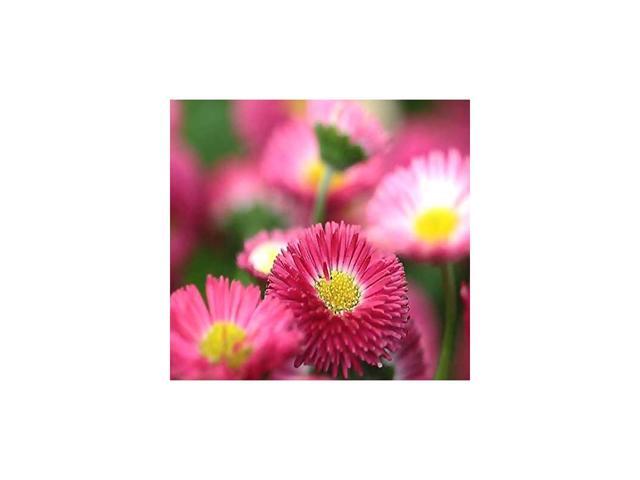Pack English Daisy Mixed Seed 25000+ Bellis perennis Long Flowering Season Edible Flower Seeds by MySeedsCo Pack English Daisy Mix