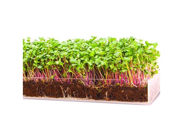 n Serve Microgreen Kit Attractive Table Centerpiece Planter Tray + Fiber Soil + Spray Bottle + Seed Sprout Healthy Zesty Superfood Greens Great
