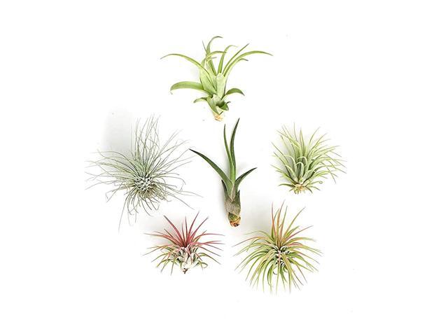 Live Air Plants Hand Selected Assorted Variety of Species Tropical Houseplants for Home Décor and DIY Terrariums 6Pack