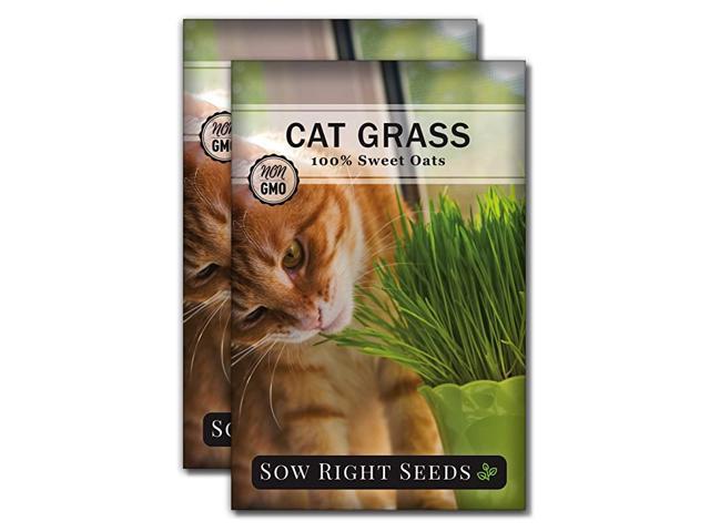 Cat Grass Seed for Planting Easy to Grow Oat Grass That Your Cat Will Love NonGMO Full Packet Instructions Great Gardening Gift 3 Packets
