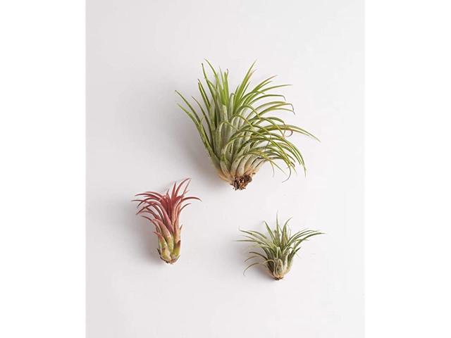 Live Air Plants Hand Selected Assorted Variety of Species Tropical Houseplants for Home Décor and DIY Terrariums 3Pack