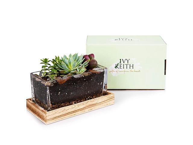 Leakproof Terrarium Farmhouse Wooden and Glass Easy to Plant Container Decor Flower Pot Planter DIY Display Box for Succulent Fern Moss Air Plants