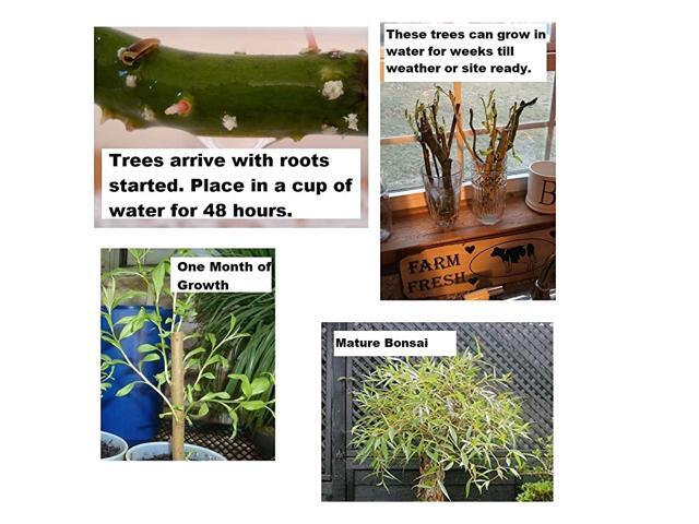 Globe Willow Tree Large Thick Trunk Cutting Naturally Round amp Symmetrical Canopy Indoor Outdoor Live Tree Plant