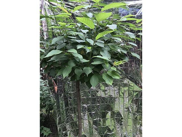 Silver Reflective Mylar Film 82 x 47 inch Set of 6 Garden Greenhouse Covering Foil Sheets Highly Reflective Effectively Increase Plants Growth 100
