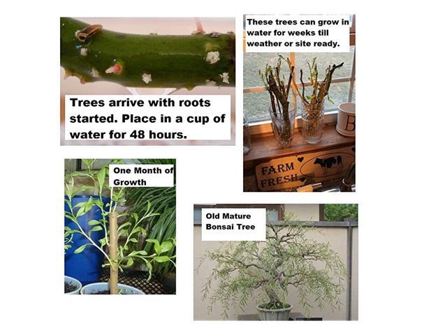 Tree Dragon Willow Thick Trunk Cutting Fast Growing IndoorOutdoor Tree Ships Bare Root Old Mature Look Fast