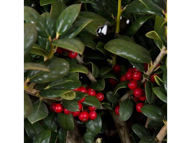 Gallon Dwarf Burford HollyIlex cornuta Burfordii Evergreen Shrub with Glossy Green Foliage