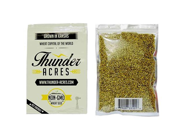 NonGMO Premium Wheat Seed Cat Grass Seed Wheatgrass Hard Red Winter Wheat 2 lbs