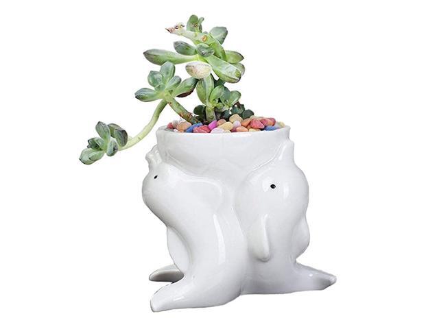d 1 Pcs Dolphin Pot White Ceramic Succulent Planter PotsMini Flower Plant Containers Cute Animal Shaped Cartoon Planter Pots Plant Window Boxes
