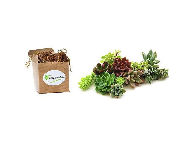 Assortment of Hand Selected Live Succulent Cutting for Arrangements and DIY Projects 10Pack