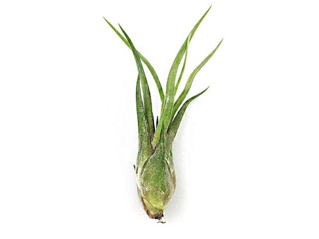 Tillandsia CaputMedusae Air Plants 23quot Each Live Indoor House Plants Perfect for Terrariums 1