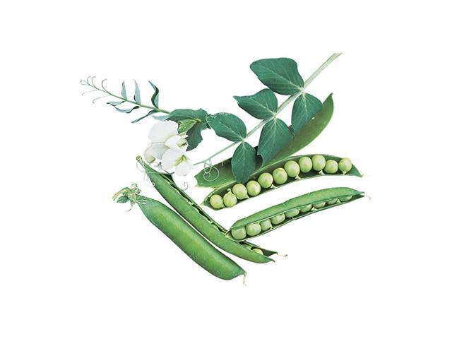 Garden Sweet Pea Seeds 200 seeds