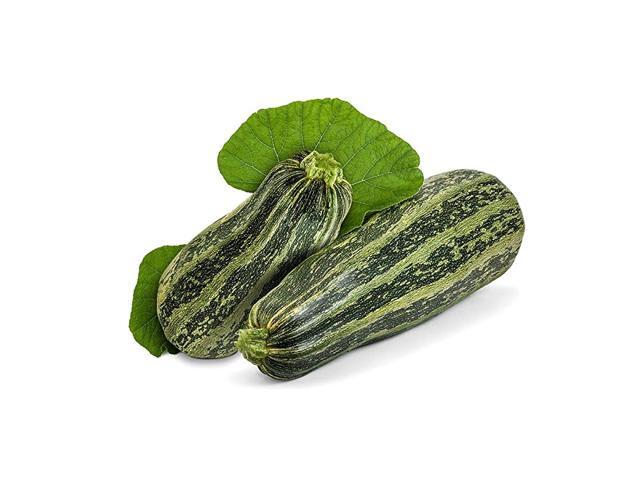 Cocozelle Zucchini Summer Squash Seeds 30+ Premium Heirloom Seeds Fantastic Addition to Your Home Garden Delicious amp Huge Islas Garden SeedsNon