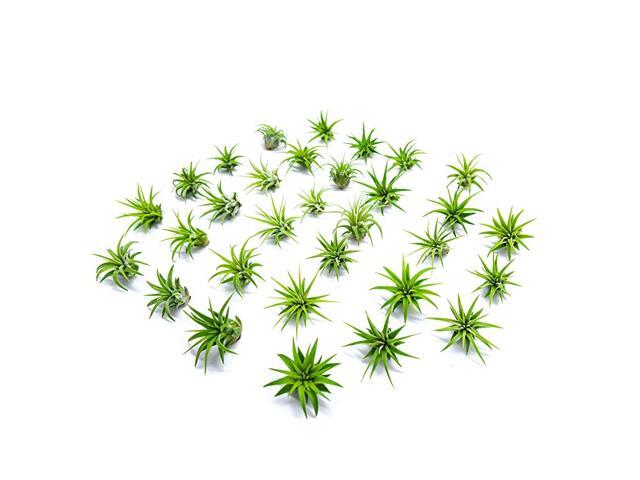 Miniature Fairy Garden Plants Live Tillandsia Air Plants for Enchanted Gardens Terrarium House Plant Accessories and Gardening Starter Kit Supplies
