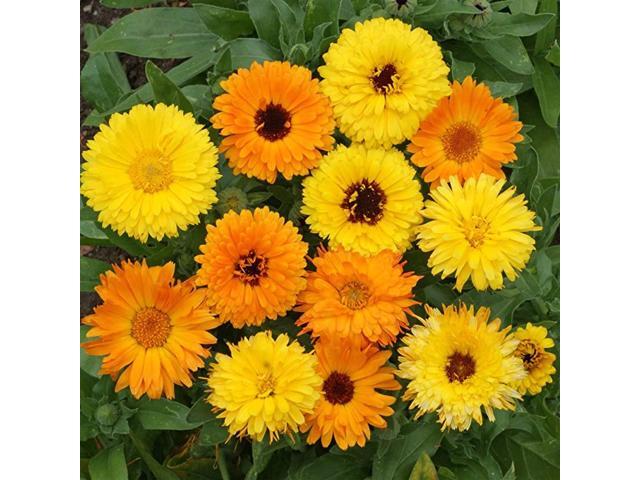 Calendula Flower Seed Mix 025 LB