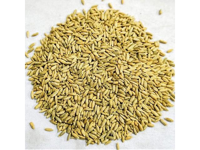 Organic Winter Rye Seeds NonGMO 3 lb