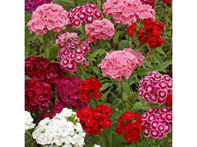 Sweet William Wild Flower Seed Mix 1 LB