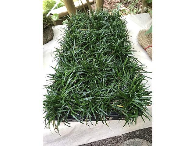Mondo Grass Ophiopogon Japonicus Nana 18 Count Flat 35quot Pots