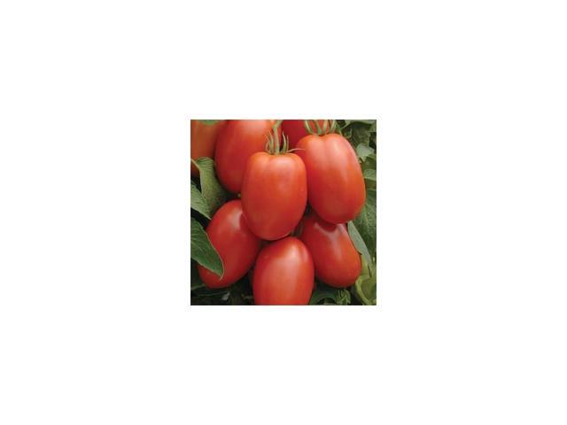 Roma Great Heirloom Garden Vegetable 6000 Seeds