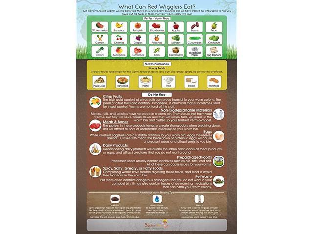 Can Red Wigglers Eat 13x19 Infographic Poster for Live Red Wiggler Worm Composting Bins an Essential Accessory to Any Worm Farm Starter Kit Perfect