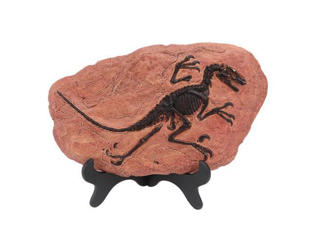 1Pc Decorative Fossil Adornment Dinosaur Fossil Model Desktop Decor (Chocolate)