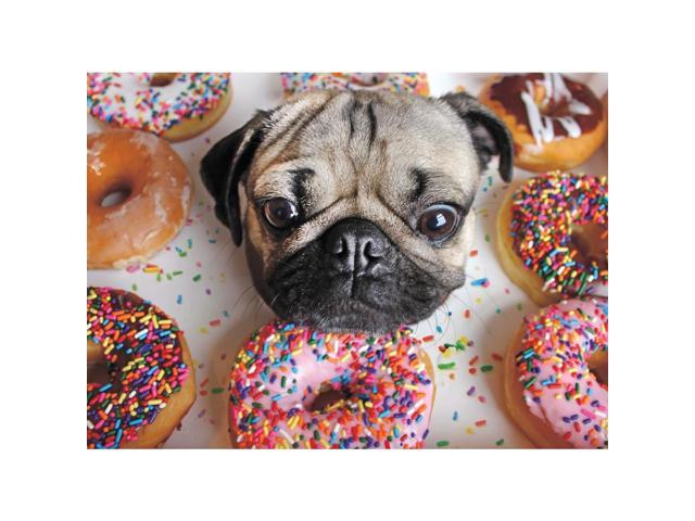 Doug the Pug 1000 Piece Puzzle 1000 Piece Puzzles by Willow Creek Press