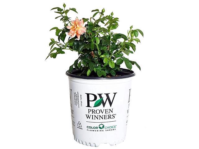 That Work Rosa Miracle On The Hudson Rose Rose red flowers 3 Size Container