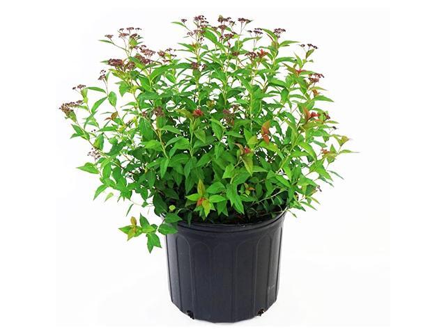 bumalda Anthony Waterer Spirea Shrub 3 Size Container