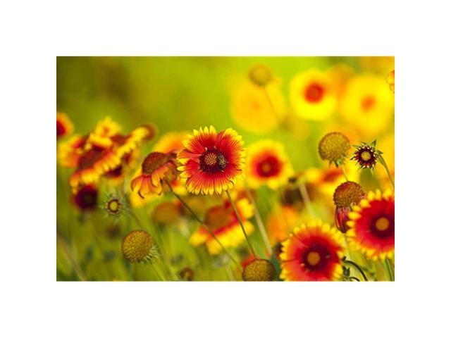 Seed Co Plains Coreopsis Seeds Native Flowers Extra Large Packet Over 100000 Open Pollinated NonGMO Wildflower Seeds Coreopsis tinctorial