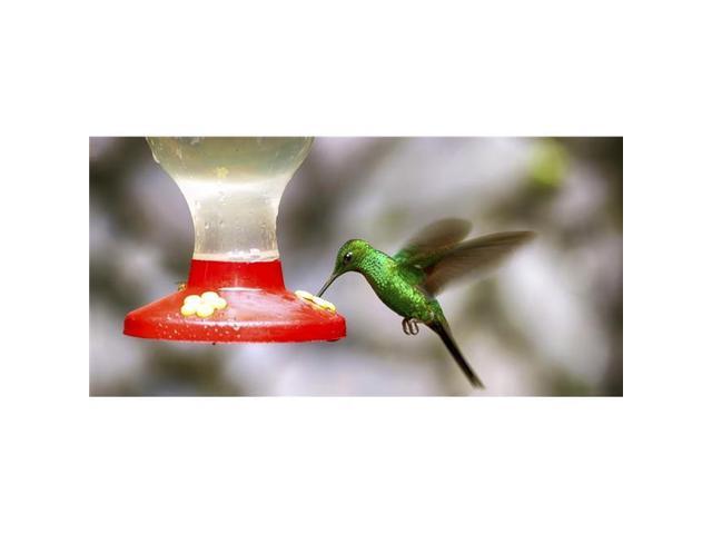 Panoramic Images Ppi163069s Colibri Hummingbird On Bird Feeder