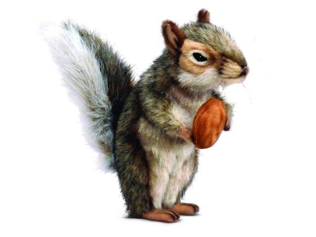hansa squirrel