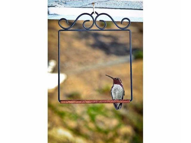 Pop S Flat Black Hummingbird Swing