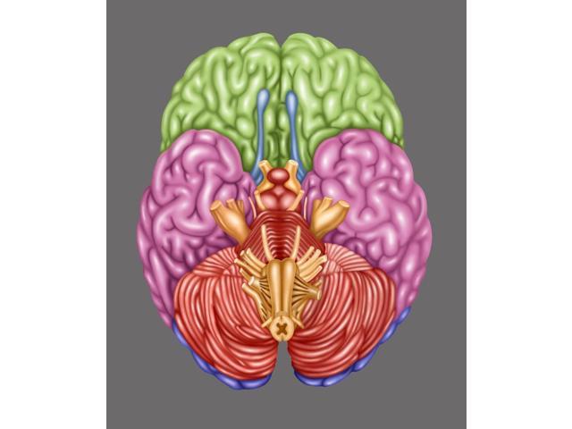 Brain Anatomy Inferior View Illustration Poster Print By Gwen Shockeyscience Source 18 X 24