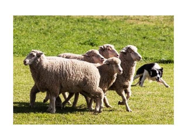border collie herding sheep led lights