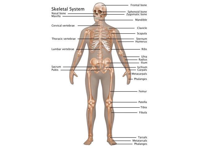 Skeletal System In Male Anatomy Poster Print By Gwen