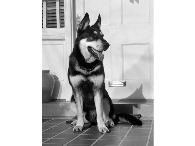 1950s German Shepherd Dog Sitting Outside Front Door Of