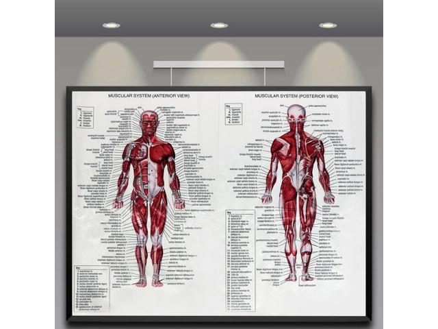 Body Muscle Chart