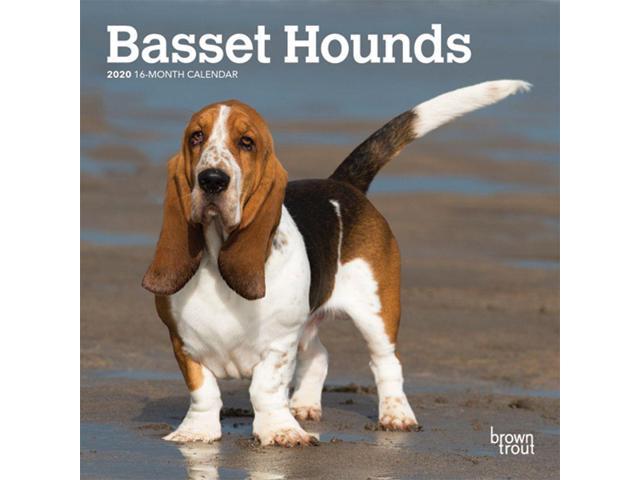 Calendars Basset Hound Mini Wall Calendar With Full Color Pages